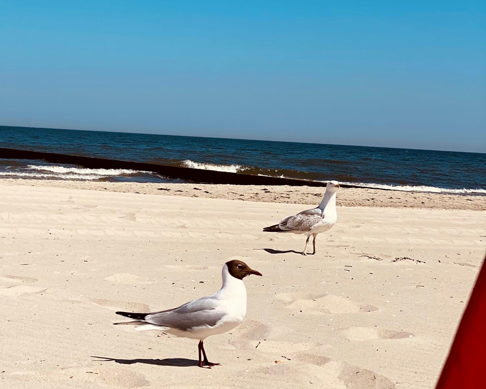 Möwen am Ostseestrand bei Zempin